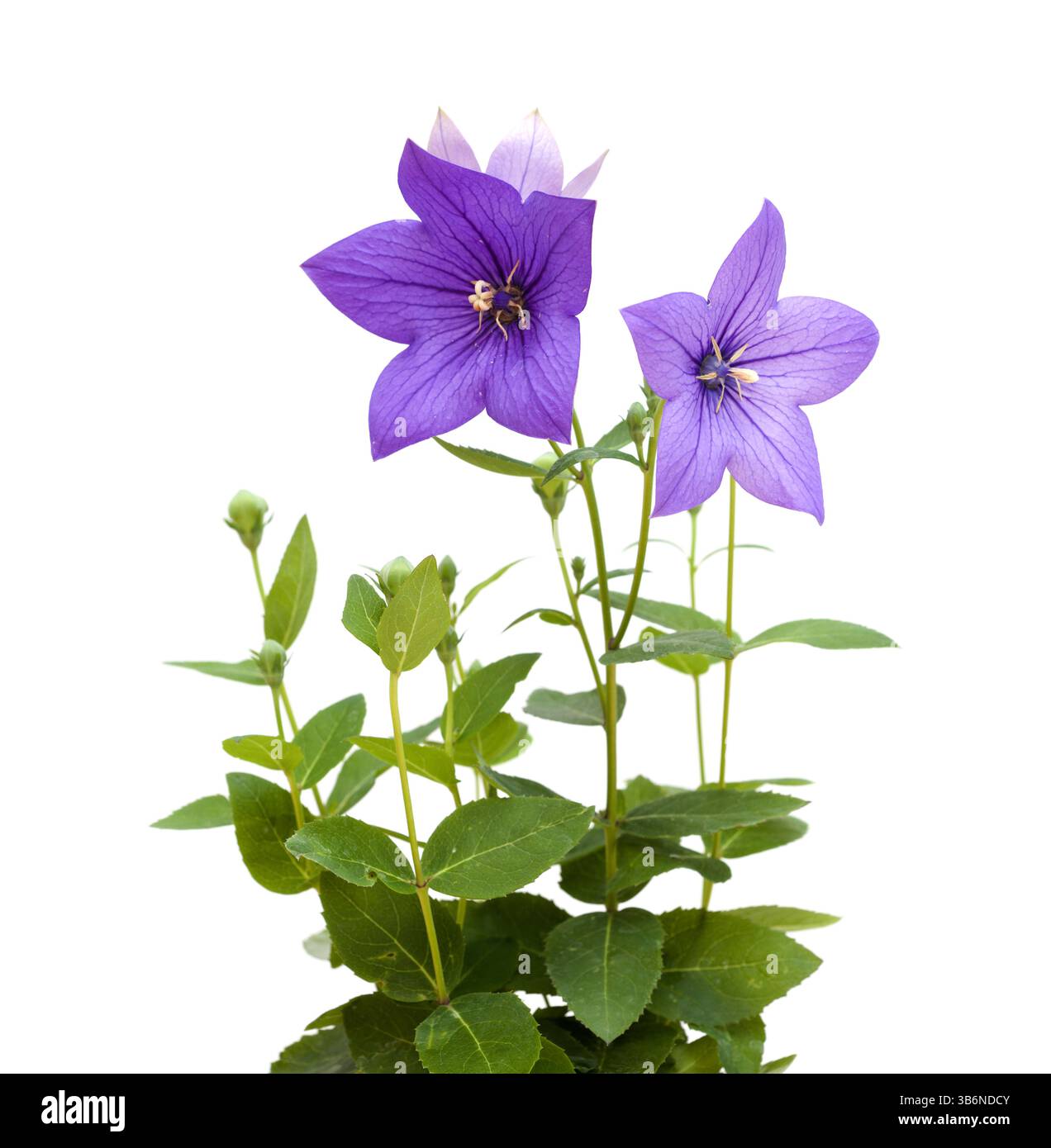 Platycodon grandiflorus, chinesische Glockenblume, isoliert auf weißem Hintergrund Stockfoto