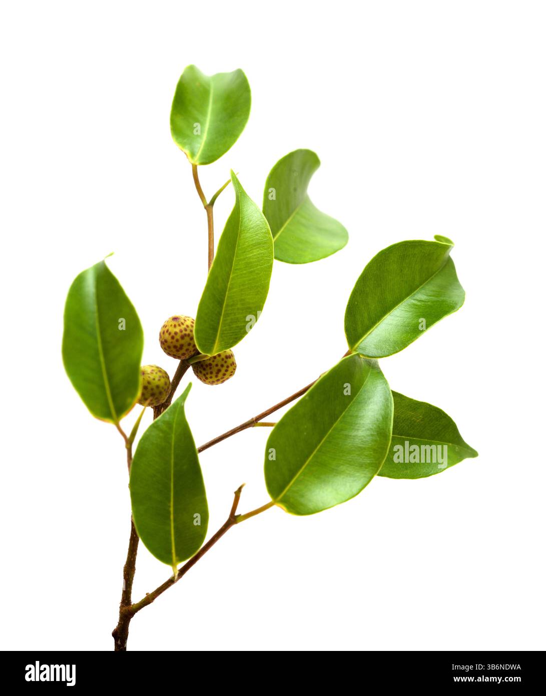 Ficus benjamina, allgemein bekannt als Trauerfeige, kleiner Zweig mit unreifen Früchten, isoliert auf weißem Hintergrund Stockfoto