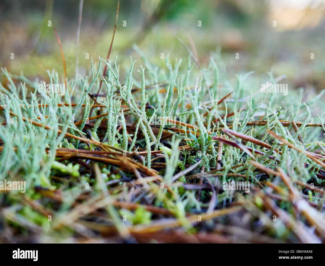 Grünes Moos auf dem Boden im Wald. Geringe Schärfentiefe. Stockfoto