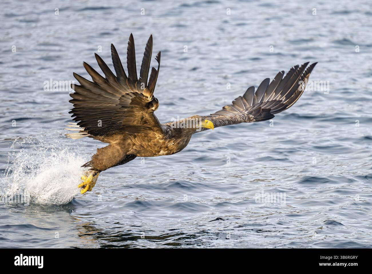 Seeadler (Haliaeetus albicilla), im Flug, Lofoten, Norwegen, Europa Stockfoto