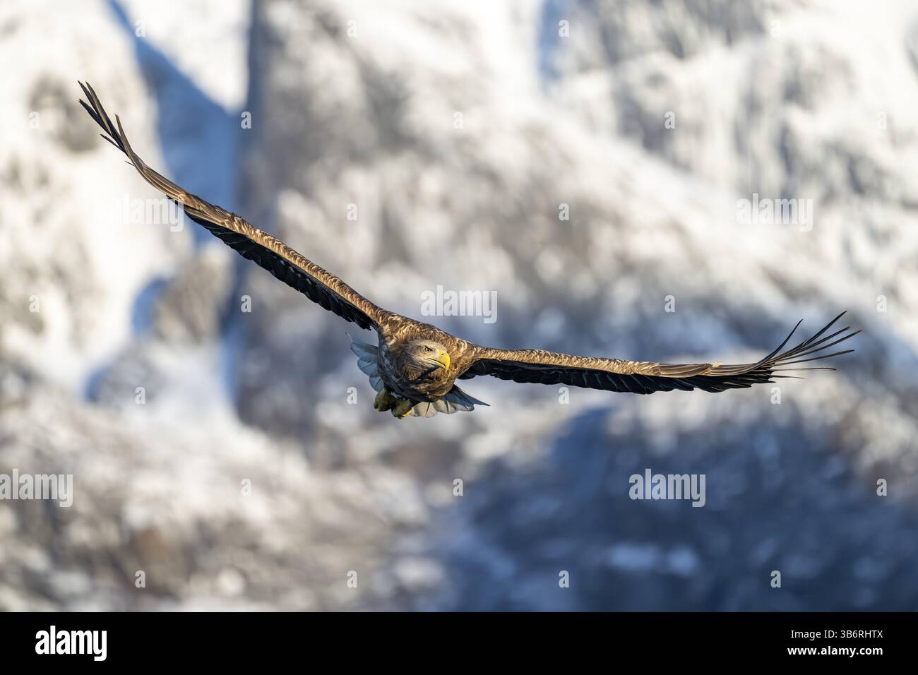 Seeadler (Haliaeetus albicilla), im Flug, Lofoten, Norwegen, Europa Stockfoto
