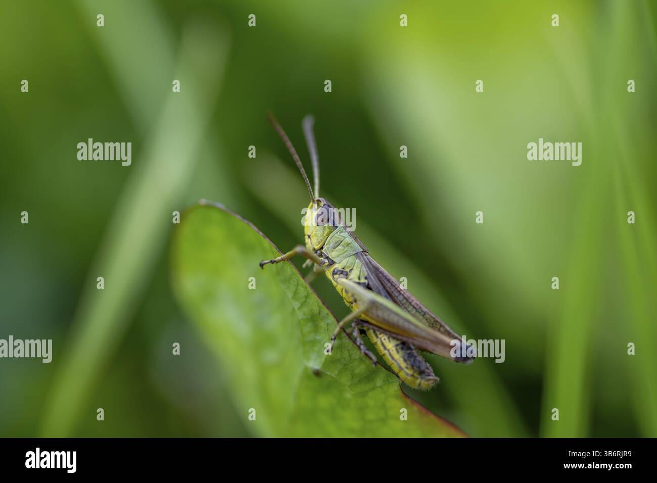 Große grüne Buschgrille (locusta), Heuschrecken, auf einem Grasblatt auf einer Wiese, Tirol, Österreich, Europa Stockfoto