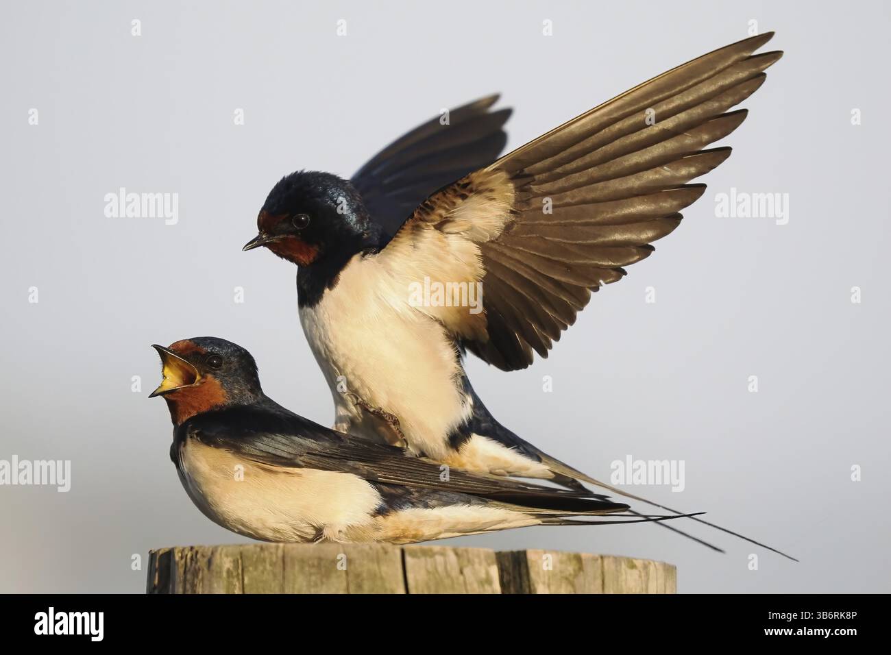 Zwei Scheunenschwalben (Hirundo rustica), die sich auf einem Pfosten paaren, männlich mit ausgestreckten Flügeln, Hessen, Deutschland, Europa Stockfoto