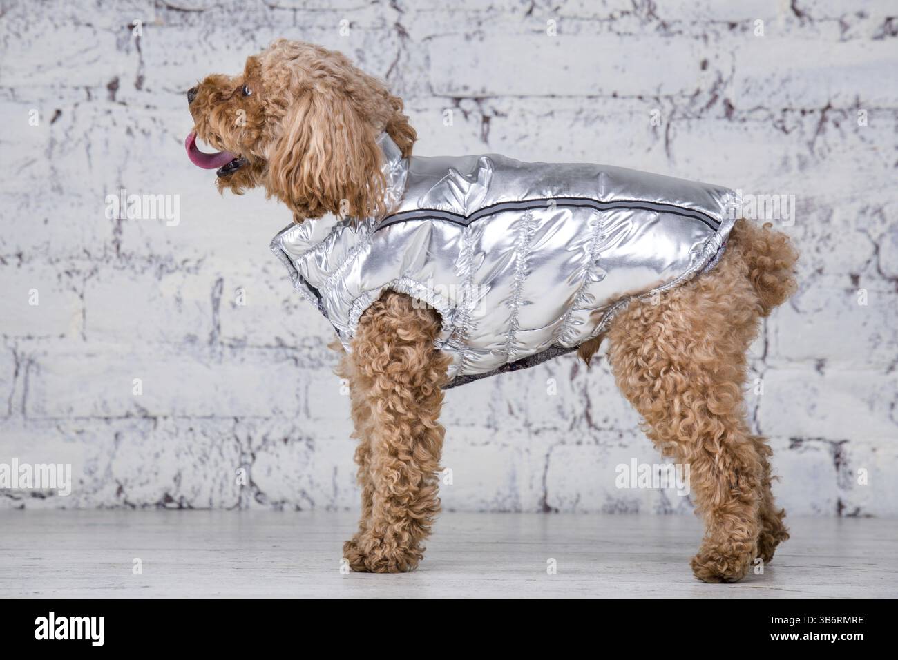 Kleiner lustiger Hund von brauner Farbe mit lockigen Haaren der Spielzeugpudelrasse, der in Kleidung für Hunde posiert. Themenaccessoires und modische Outfits für Haustiere. Stockfoto