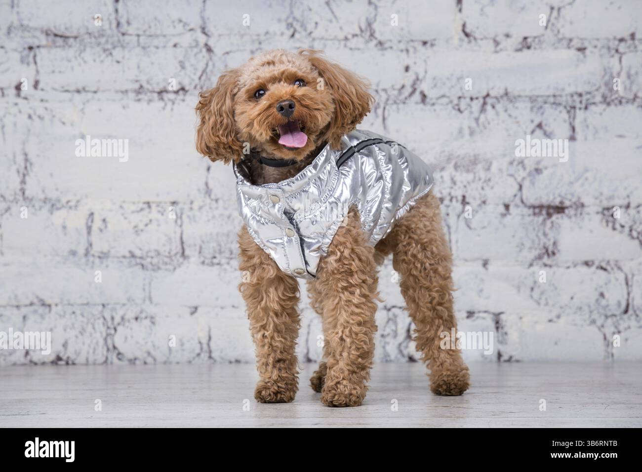 Kleiner lustiger Hund von brauner Farbe mit lockigen Haaren der Spielzeugpudelrasse, der in Kleidung für Hunde posiert. Themenaccessoires und modische Outfits für Haustiere. Stockfoto