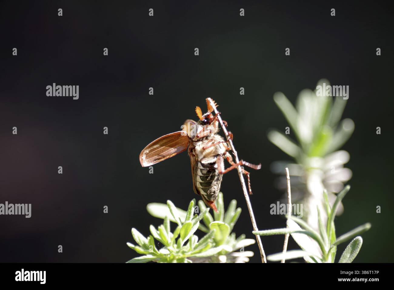 Cockchafer (Melolontha), männlich, Nahaufnahme, Sonnenlicht, Antennen, Flügel, der Cocktailchafer sitzt auf einem getrockneten Zweig. Nahaufnahme bei Sonnenlicht vor dunklem Hintergrund Stockfoto