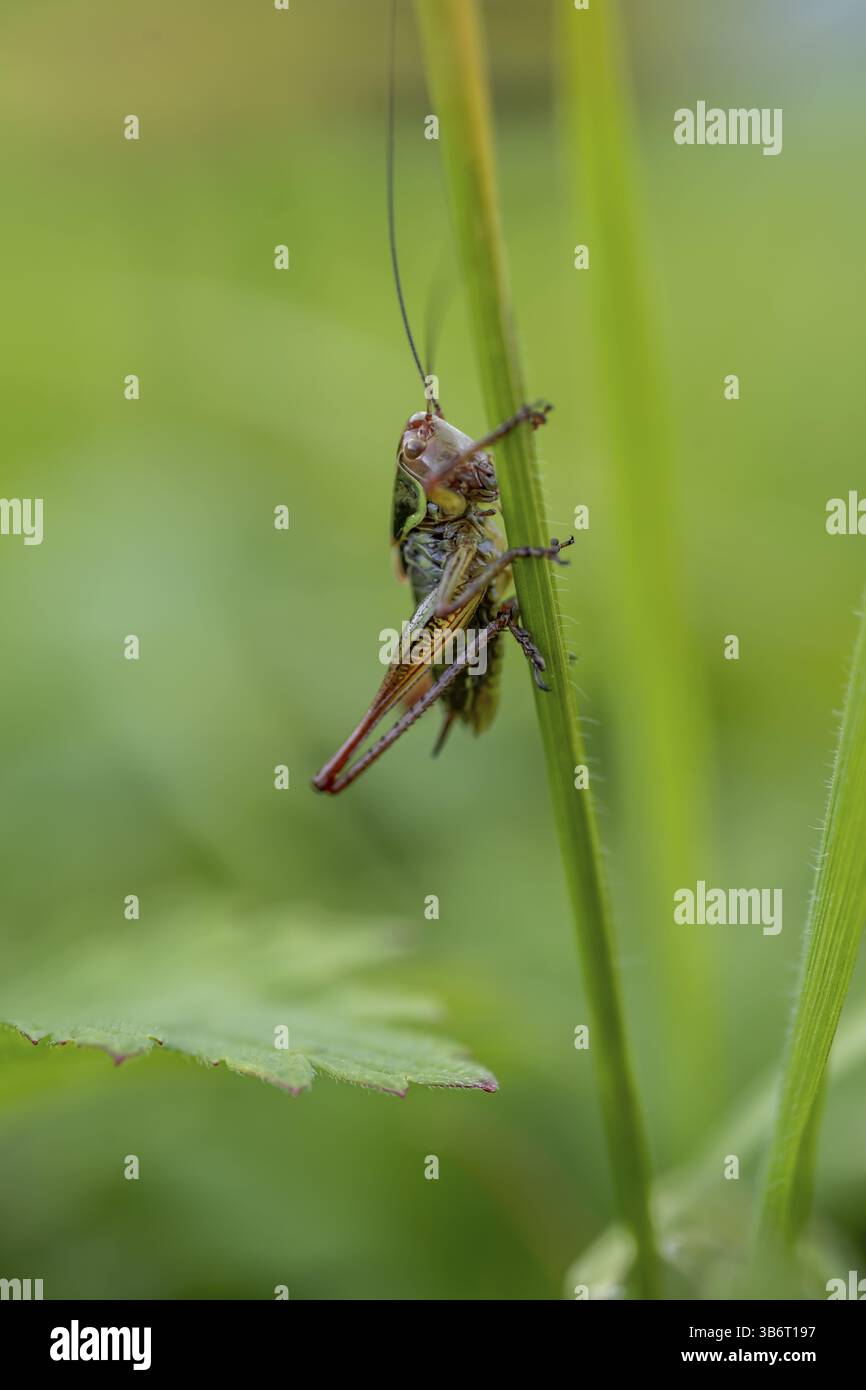 Große grüne Buschgrille (locusta), Heuschrecken, auf einem Grasblatt auf einer Wiese, Tirol, Österreich, Europa Stockfoto
