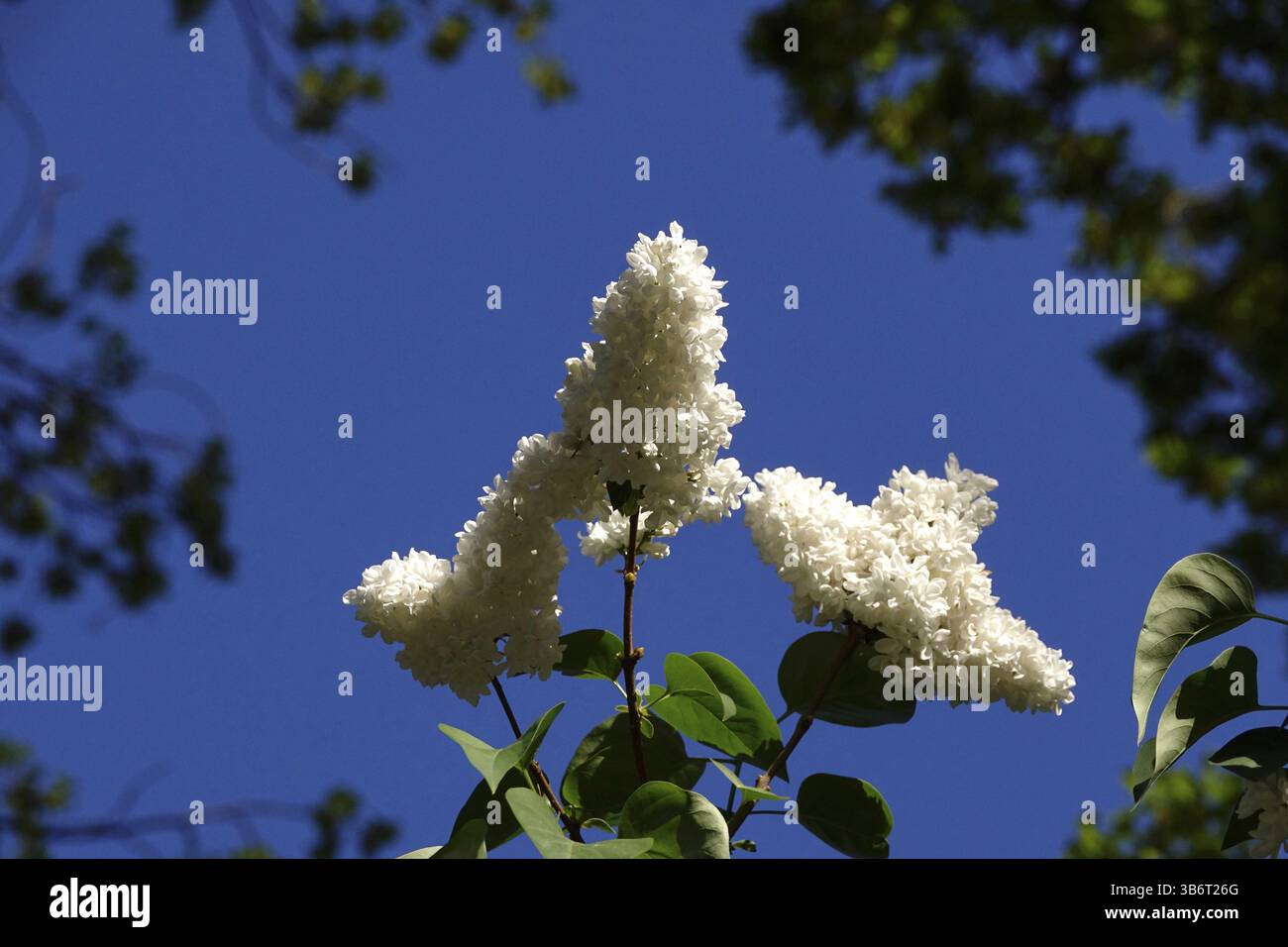 Weißer Flieder, Frühling, Deutschland, Europa Stockfoto