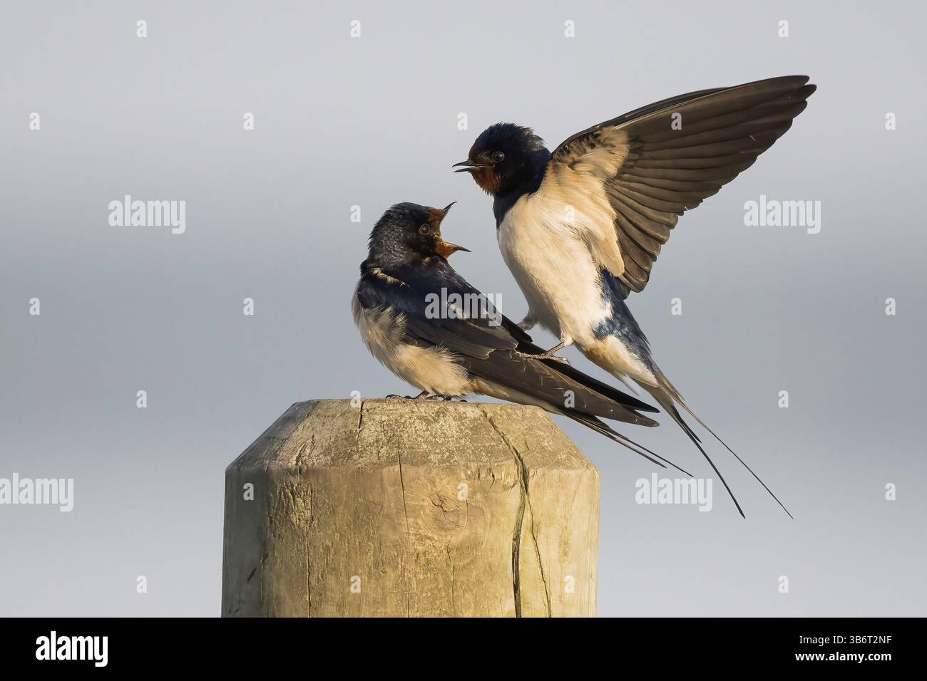 Zwei Scheunenschwalben (Hirundo rustica), die sich auf einem Pfosten paaren, männlich mit ausgestreckten Flügeln, Hessen, Deutschland, Europa Stockfoto