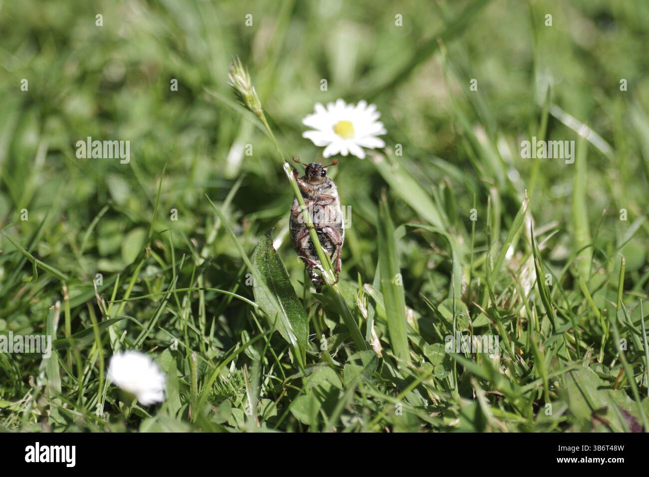 Cockchafer (Melolontha), Wiese, Herald des Frühlings, 1. Mai, lustig, ein Cocktailscheuer hält sich an einem Grasblatt fest Stockfoto