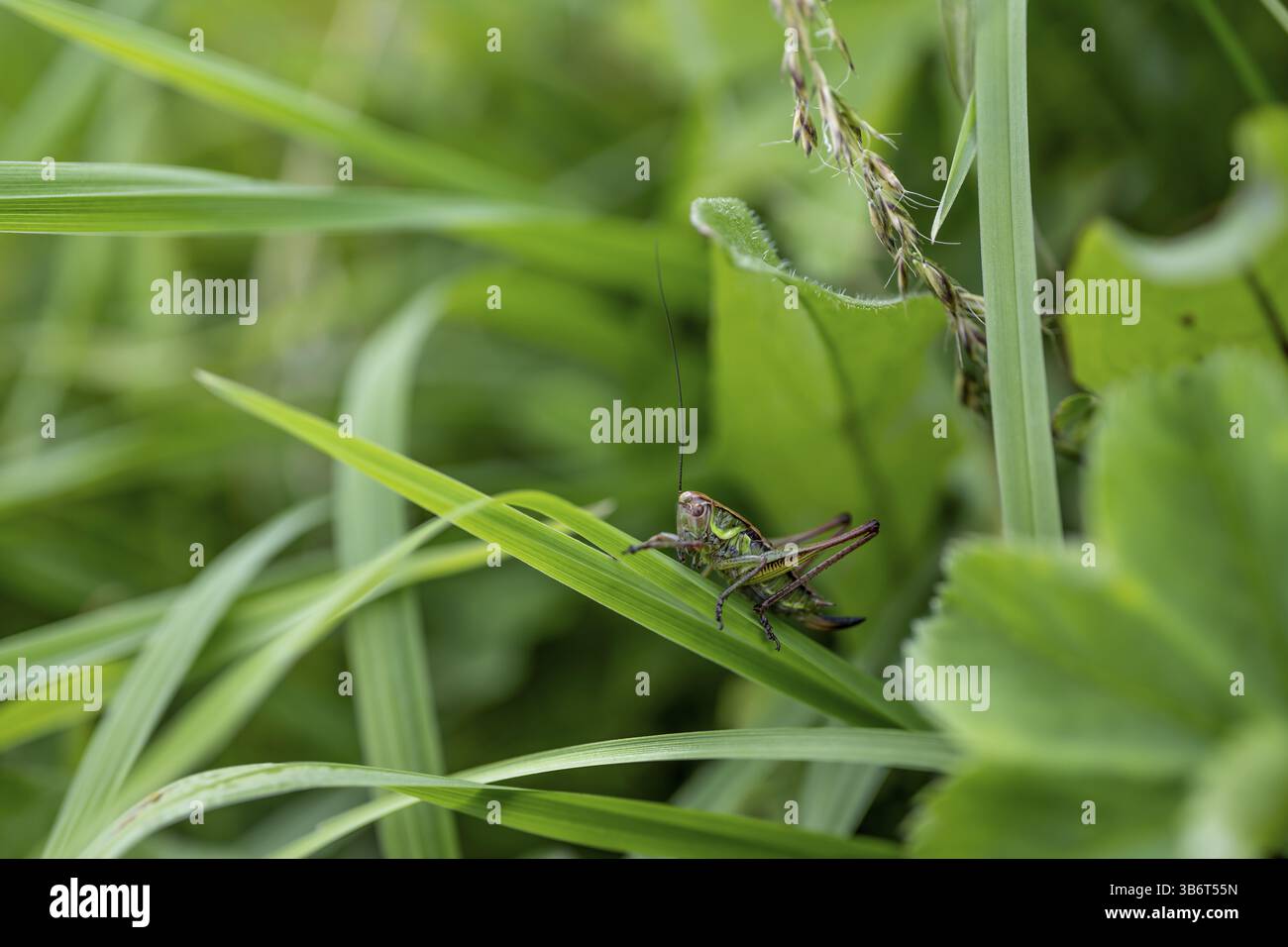 Große grüne Buschgrille (locusta), Heuschrecken, auf einem Grasblatt auf einer Wiese, Tirol, Österreich, Europa Stockfoto