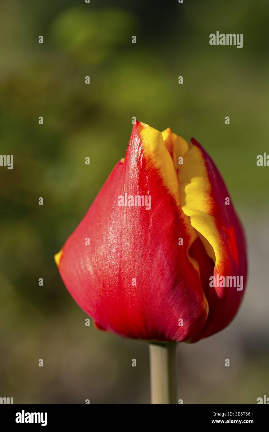 Einzelne Blume einer Tulpe (Tulipa), Blume rot und gelb, geschlossen, verschwommener grüner Hintergrund, Makro Stockfoto