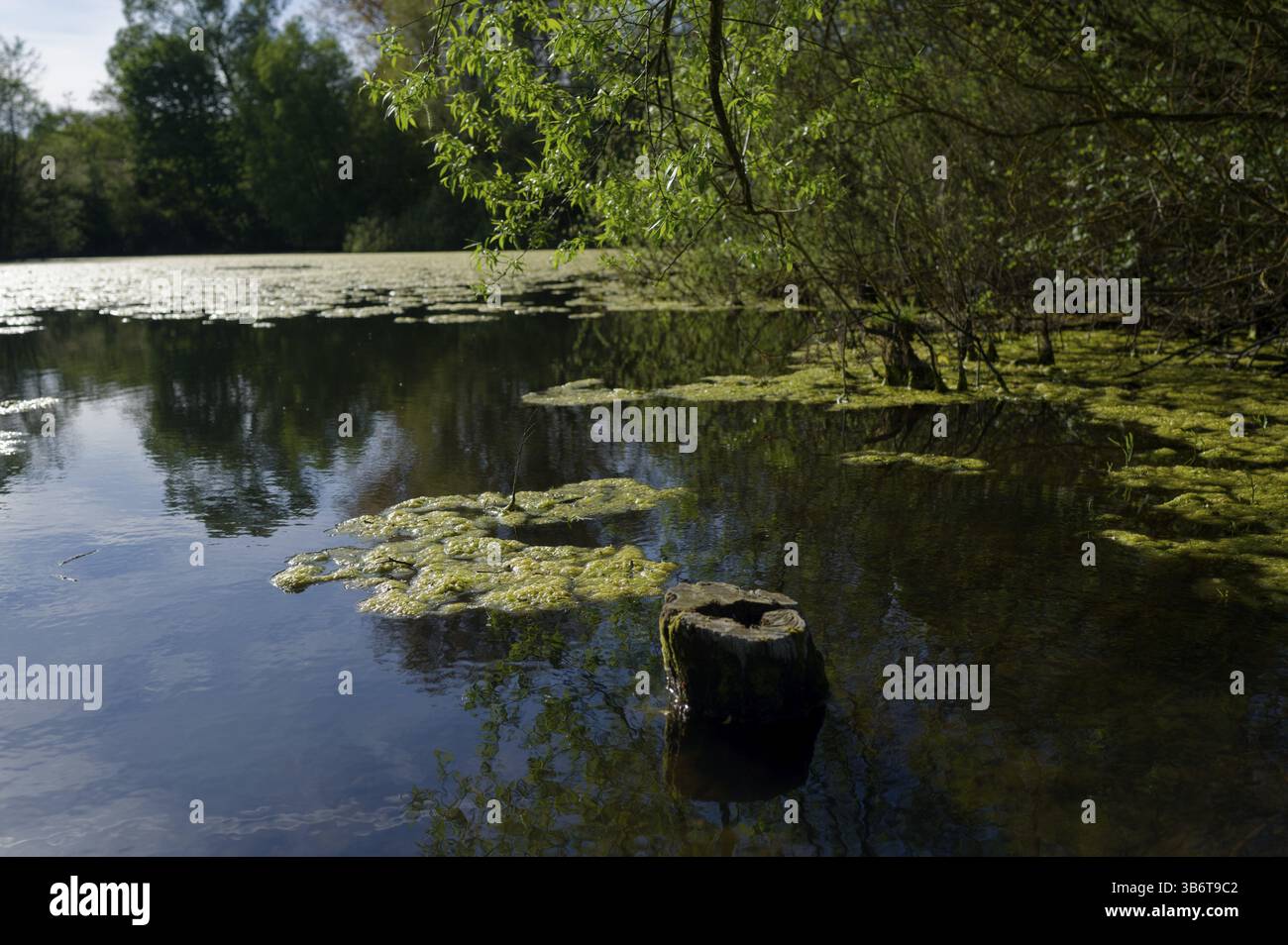 Algenentwicklung am Heidsee, Naturdenkmal, Dürre, Niederschlag, Algenteppich, Frühling, April, Klimawandel, Klimaauswirkungen, Hitze, Präzipitati Stockfoto