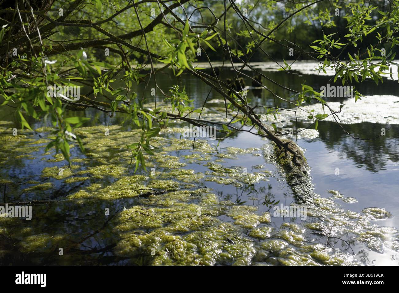 Algenentwicklung am Heidsee, Naturdenkmal, Dürre, Niederschlag, Algenteppich, Frühling, April, Klimawandel, Klimaauswirkungen, Hitze, Präzipitati Stockfoto