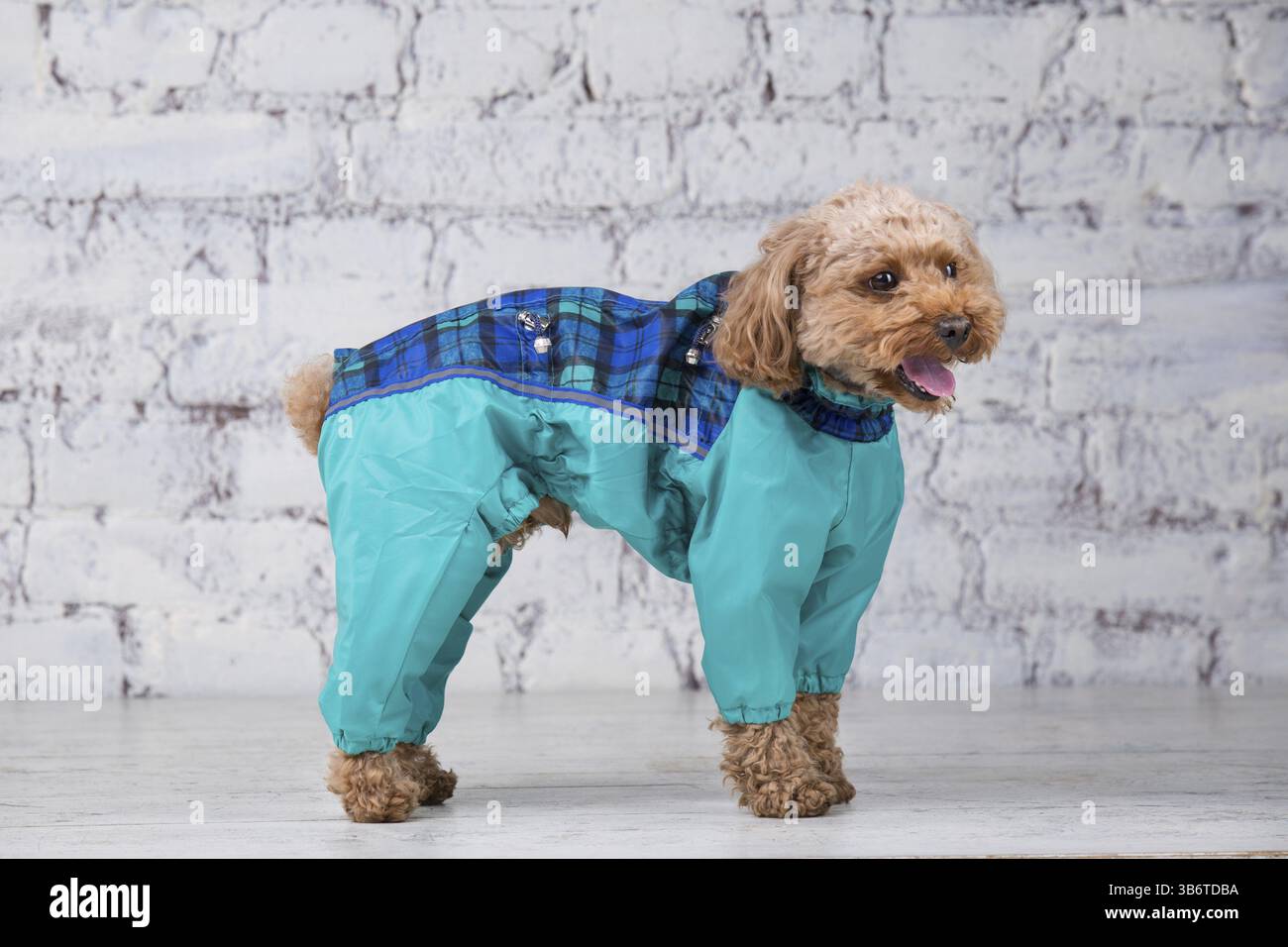 Kleiner lustiger Hund von brauner Farbe mit lockigen Haaren der Spielzeugpudelrasse, der in Kleidung für Hunde posiert. Themenaccessoires und modische Outfits für Haustiere. Stockfoto