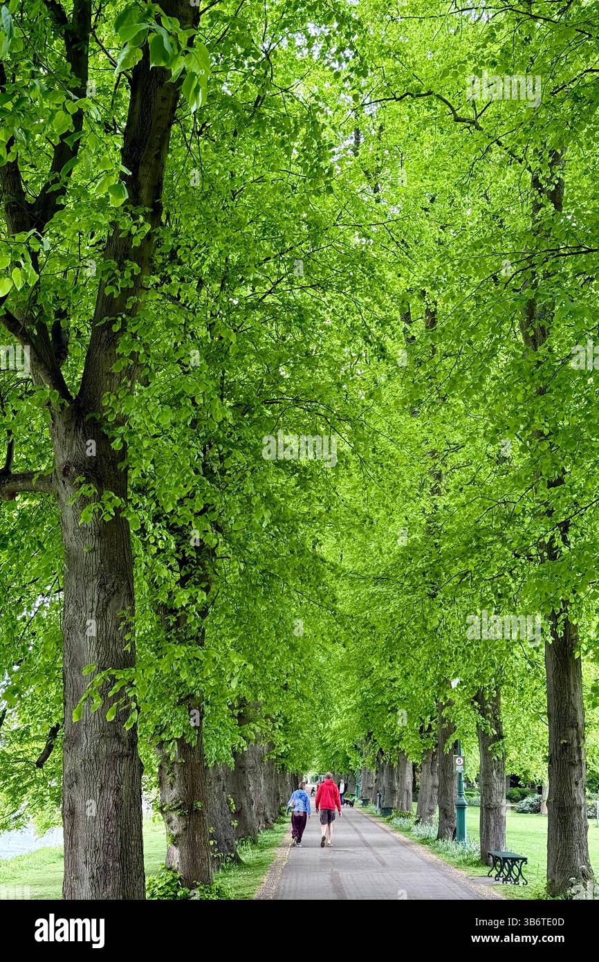 Menschen, die an einem Frühlingstag entlang des Flussufers im Avenham and Miller Park in Preston spazieren gehen Stockfoto
