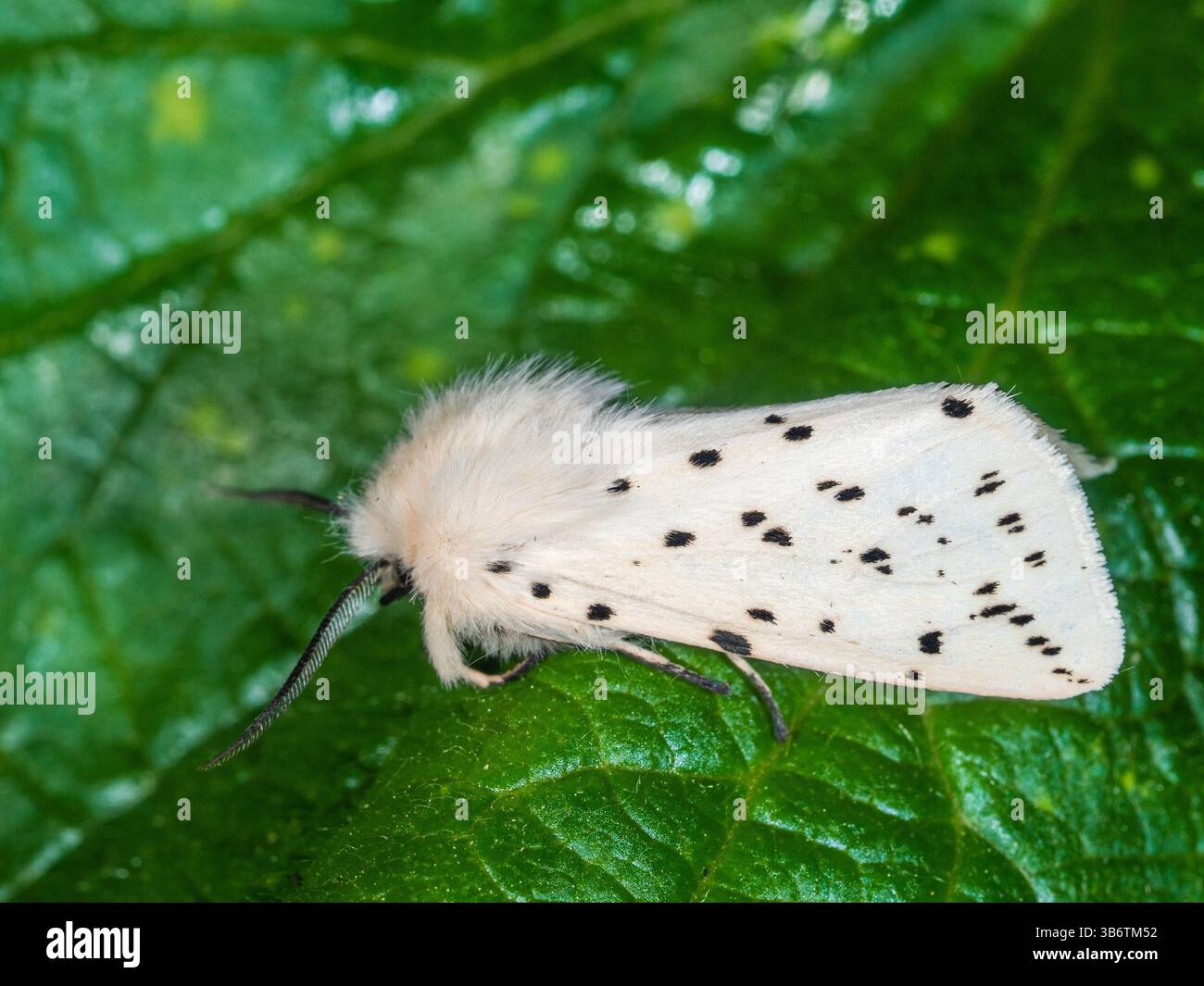 Erwachsener weißer Erminmotten, Spilosoma ölucipeda, ein Gartenbesucher in Großbritannien im Frühjahr und Sommer Stockfoto