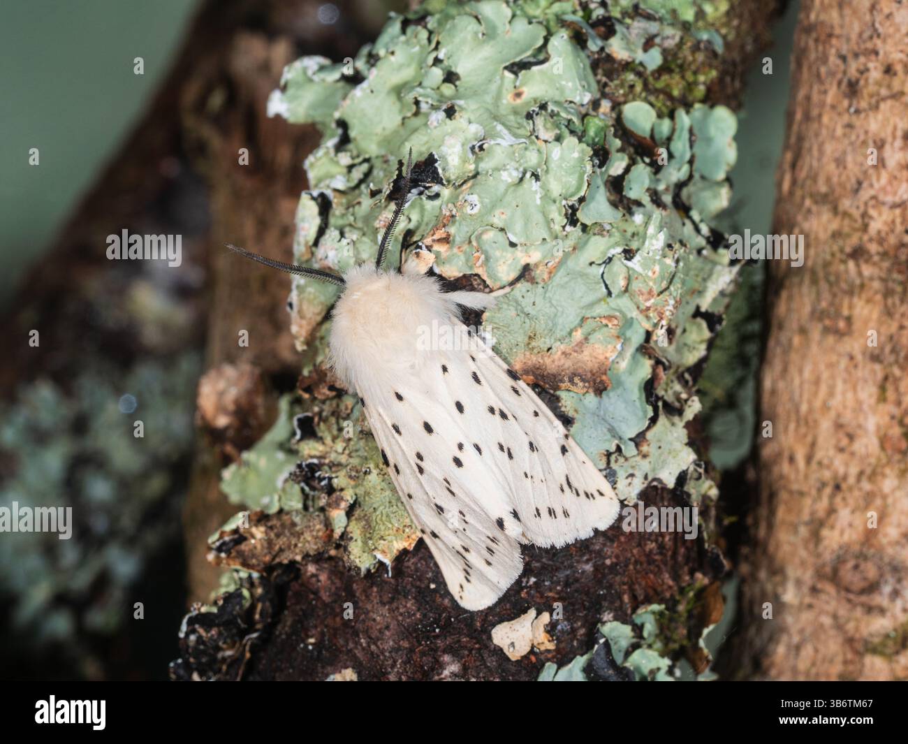 Erwachsener weißer Erminmotten, Spilosoma ölucipeda, ein Gartenbesucher in Großbritannien im Frühjahr und Sommer Stockfoto