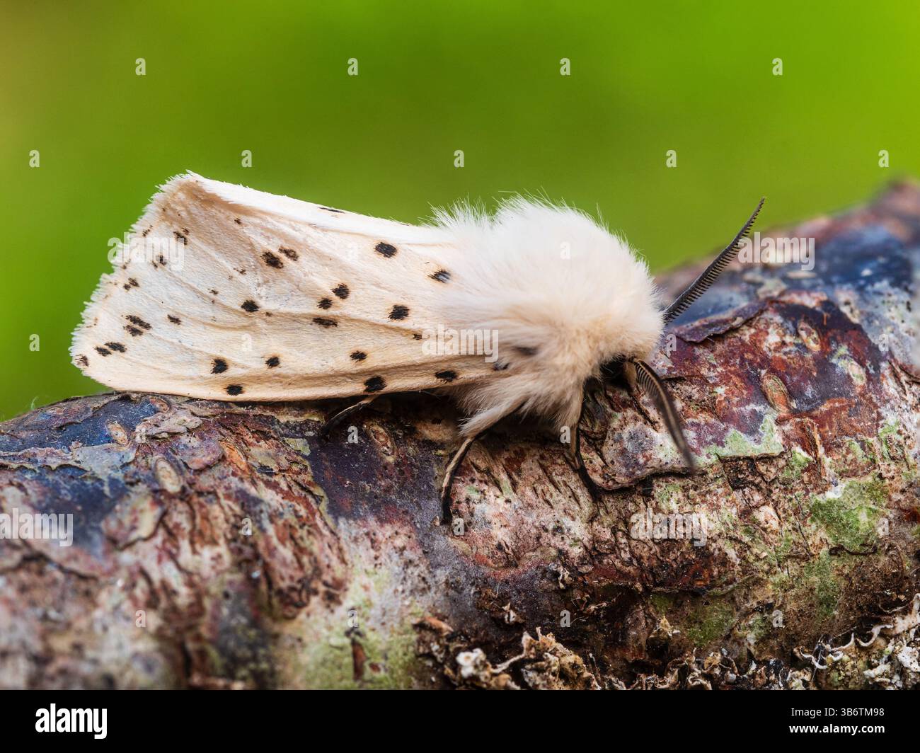 Erwachsener weißer Erminmotten, Spilosoma ölucipeda, ein Gartenbesucher in Großbritannien im Frühjahr und Sommer Stockfoto