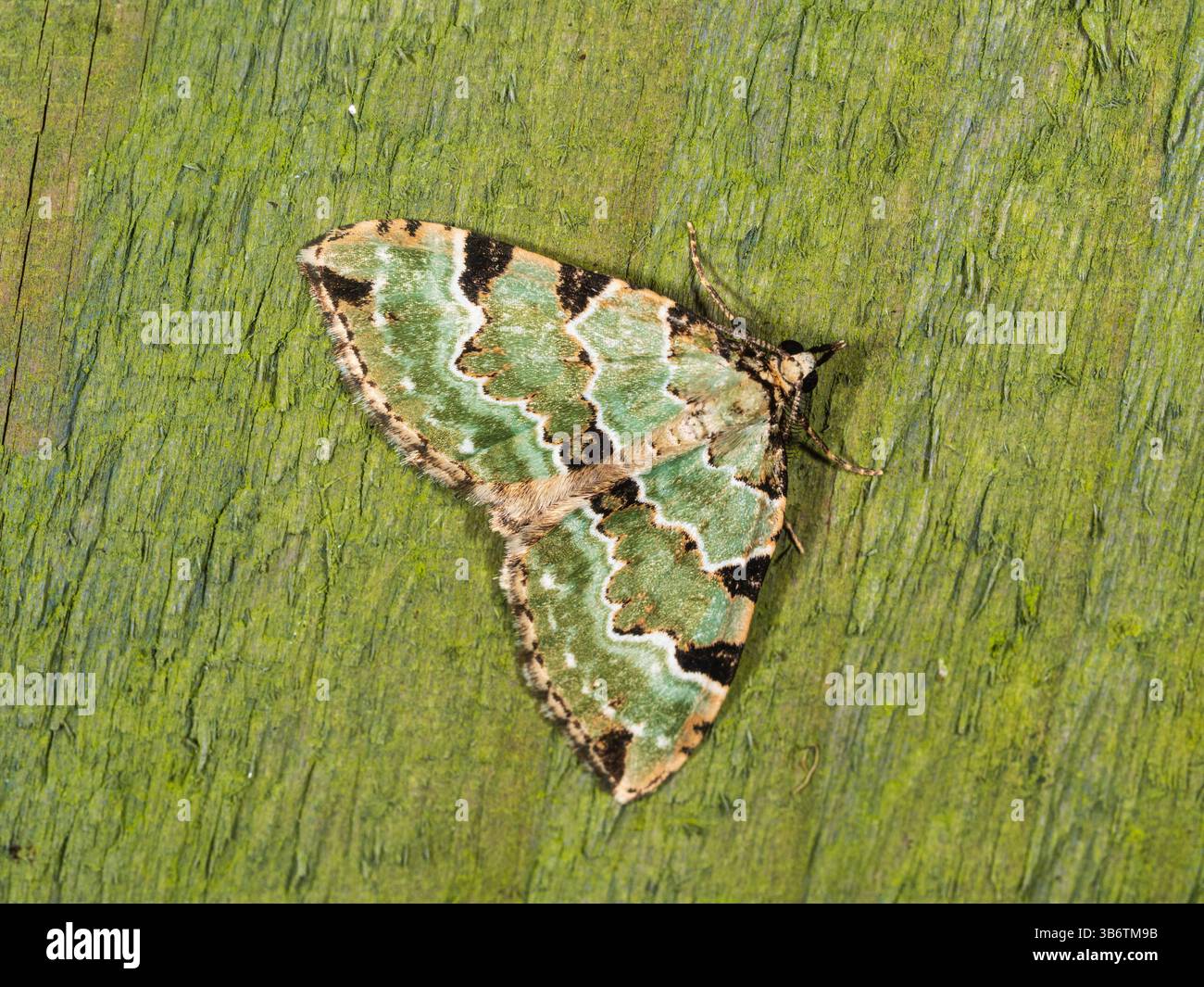 Erwachsene UK Green Teppich Gartenmotte, Colostygia pectinataria, Frühlingsflug mit gespreizten Flügeln Stockfoto Erwachsene UK Green Teppich Gartenmotte, Colostygia pectinataria, Frühlingsflug mit gespreizten Flügeln Stockfoto