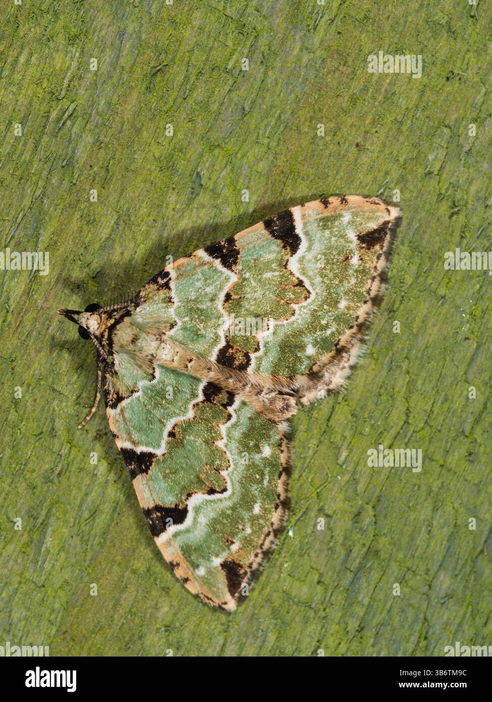 Erwachsene UK Green Teppich Gartenmotte, Colostygia pectinataria, Frühlingsflug mit gespreizten Flügeln Stockfoto Erwachsene UK Green Teppich Gartenmotte, Colostygia pectinataria, Frühlingsflug mit gespreizten Flügeln Stockfoto