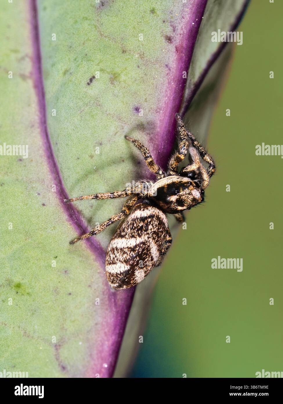 Weibliche Zebraspinne, Salticus scenicus, Jagd auf lila sprießenden Brokkoli in einem Garten in Plymouth, Großbritannien Stockfoto