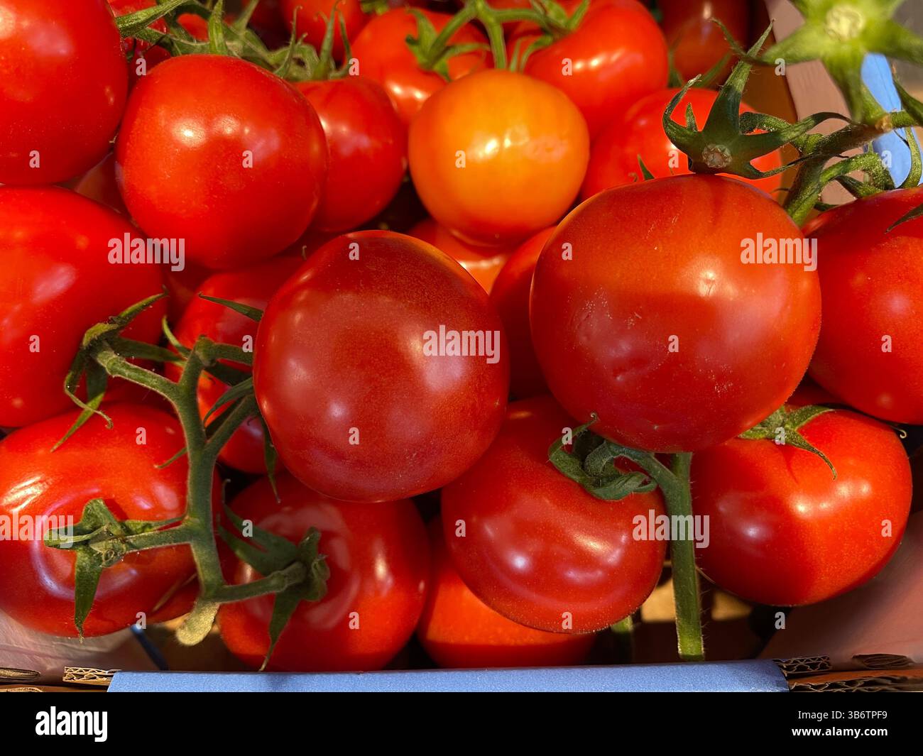 Tomaten - Smartphone-aufgenommenes Stockfoto