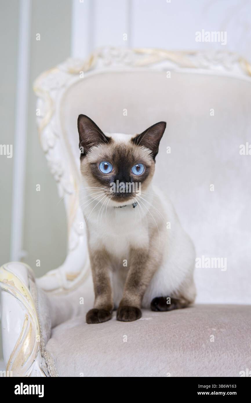 Das Thema Dekoration und Schmuck für Tiere. Schöne Katzenfrau posiert auf einem Vintage-Stuhl in barocker Innenausstattung. Mekogon Bobtail oder Thai Katze mit Stockfoto