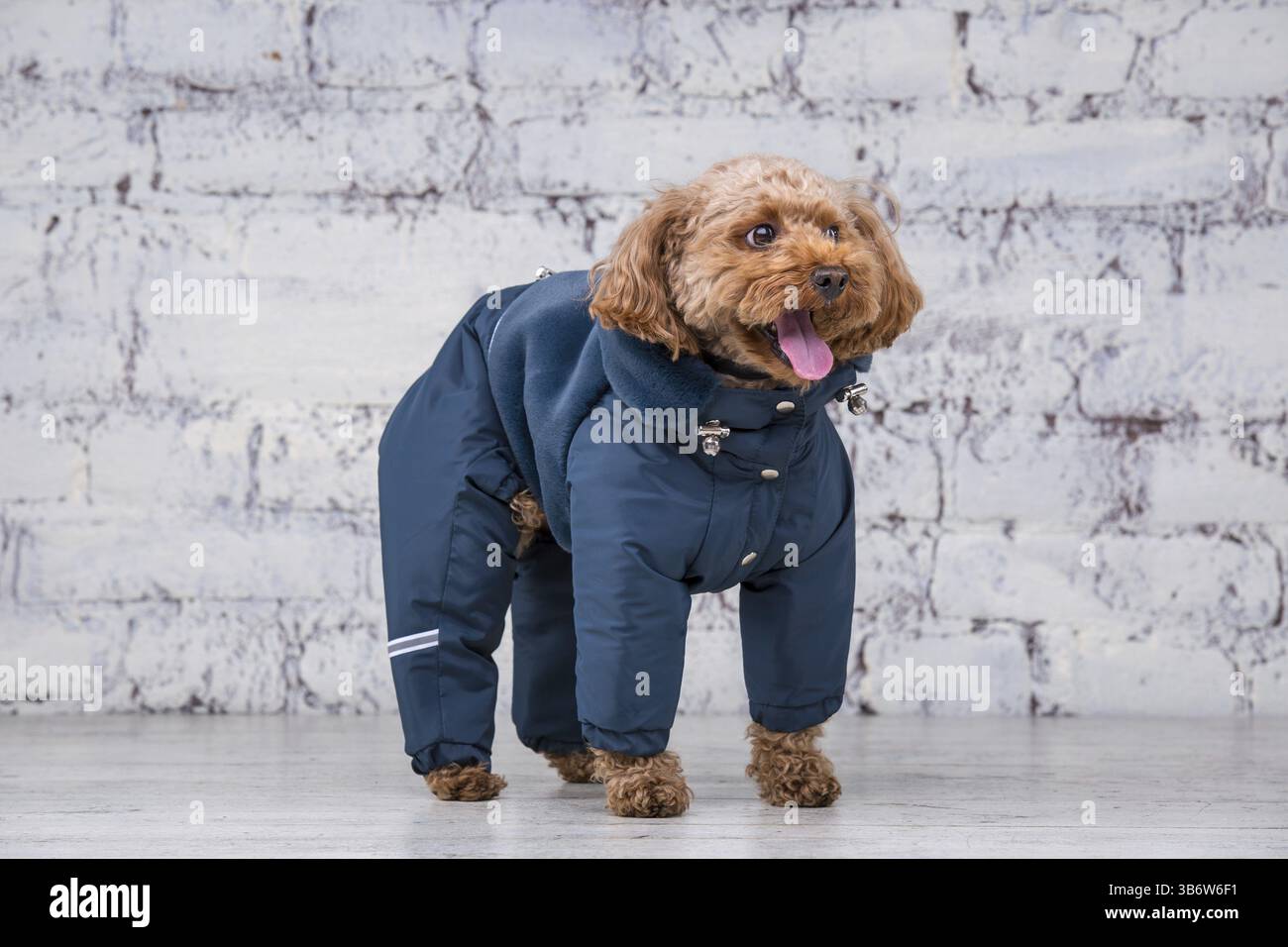 Kleiner lustiger Hund von brauner Farbe mit lockigen Haaren der Spielzeugpudelrasse, der in Kleidung für Hunde posiert. Themenaccessoires und modische Outfits für Haustiere. Stockfoto