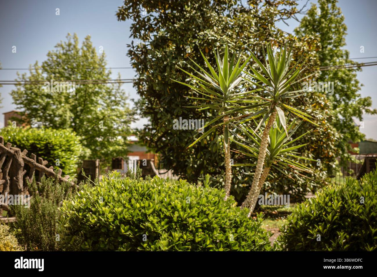Zwei Yucca gloriosa Pflanzen gedeihen inmitten einer Vielzahl von Sträuchern und Bäumen in einem lebhaften Sommergarten, der in warmes Sonnenlicht getaucht ist Stockfoto