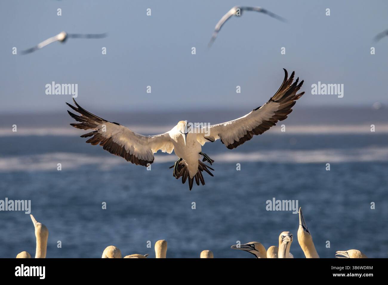 Ein Kap-Tölpel, der auf der Suche nach Platz zum Landen ist. Stockfoto