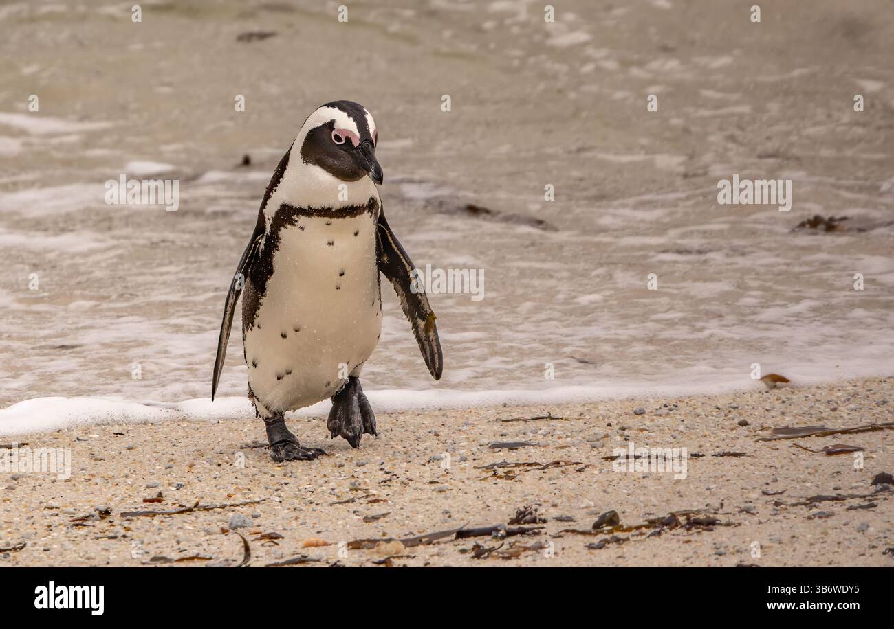 Afrikanischer Pinguin, der nach dem Schwimmen an Land kommt. Stockfoto