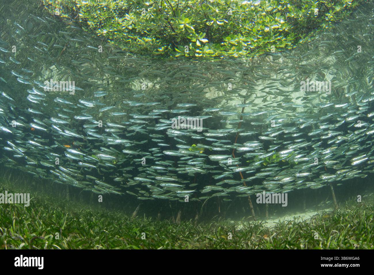 Eine Schule von Silversiden schwimmt über Seegras am Rande eines Mangrovenwaldes in Halmahera, Indonesien. Seegras und Mangroven bieten Nahrung und Unterschlupf. Stockfoto