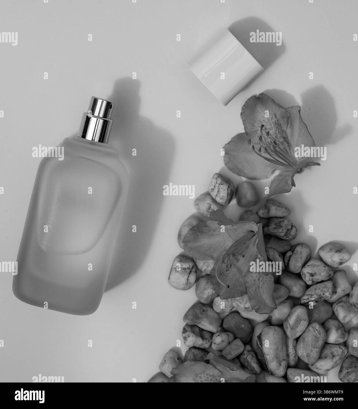 Parfumaroma auf farbigem Hintergrund, Objektfotografie Stockfoto