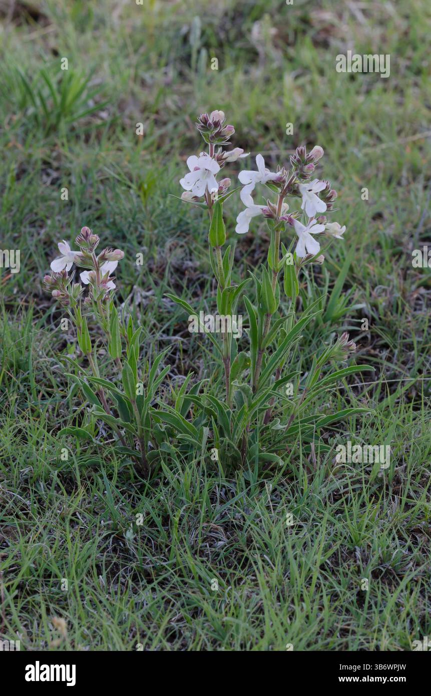 Weißes Penstemon, Penstemon albidus Stockfoto