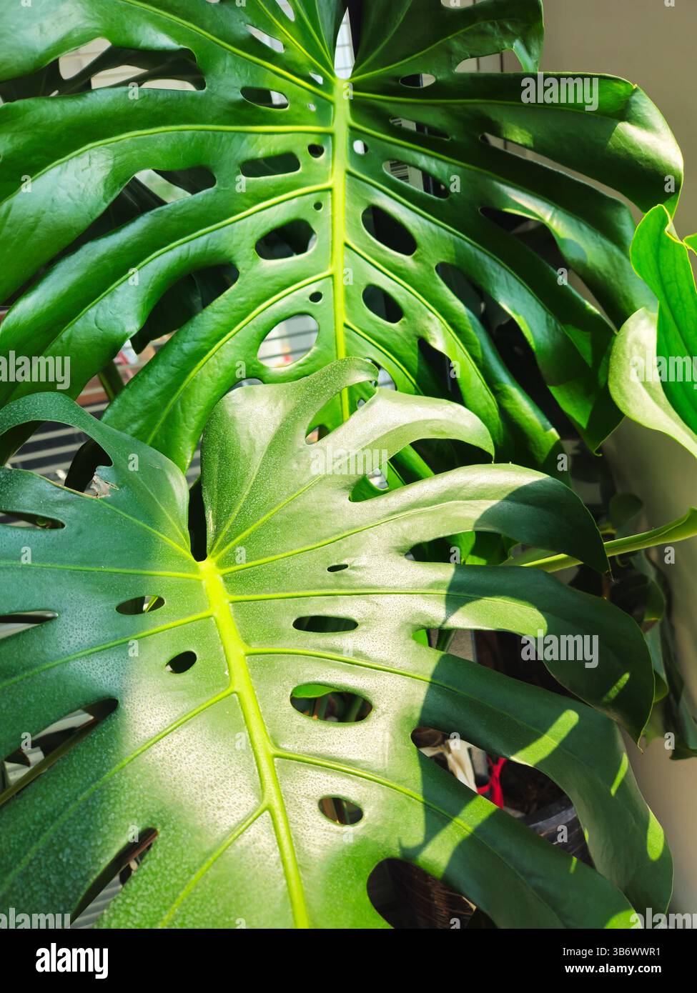 Nahaufnahme von Monstera deliciosa-Blättern in natürlichem Licht mit ausgeprägten Fenestrationen Stockfoto