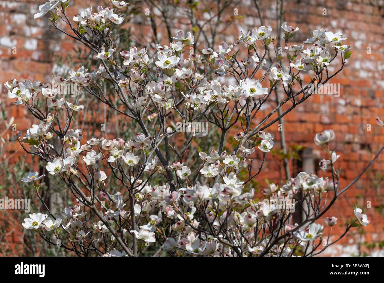 Cornus Florida Baum in Blüte bei Frühlingssonne Stockfoto