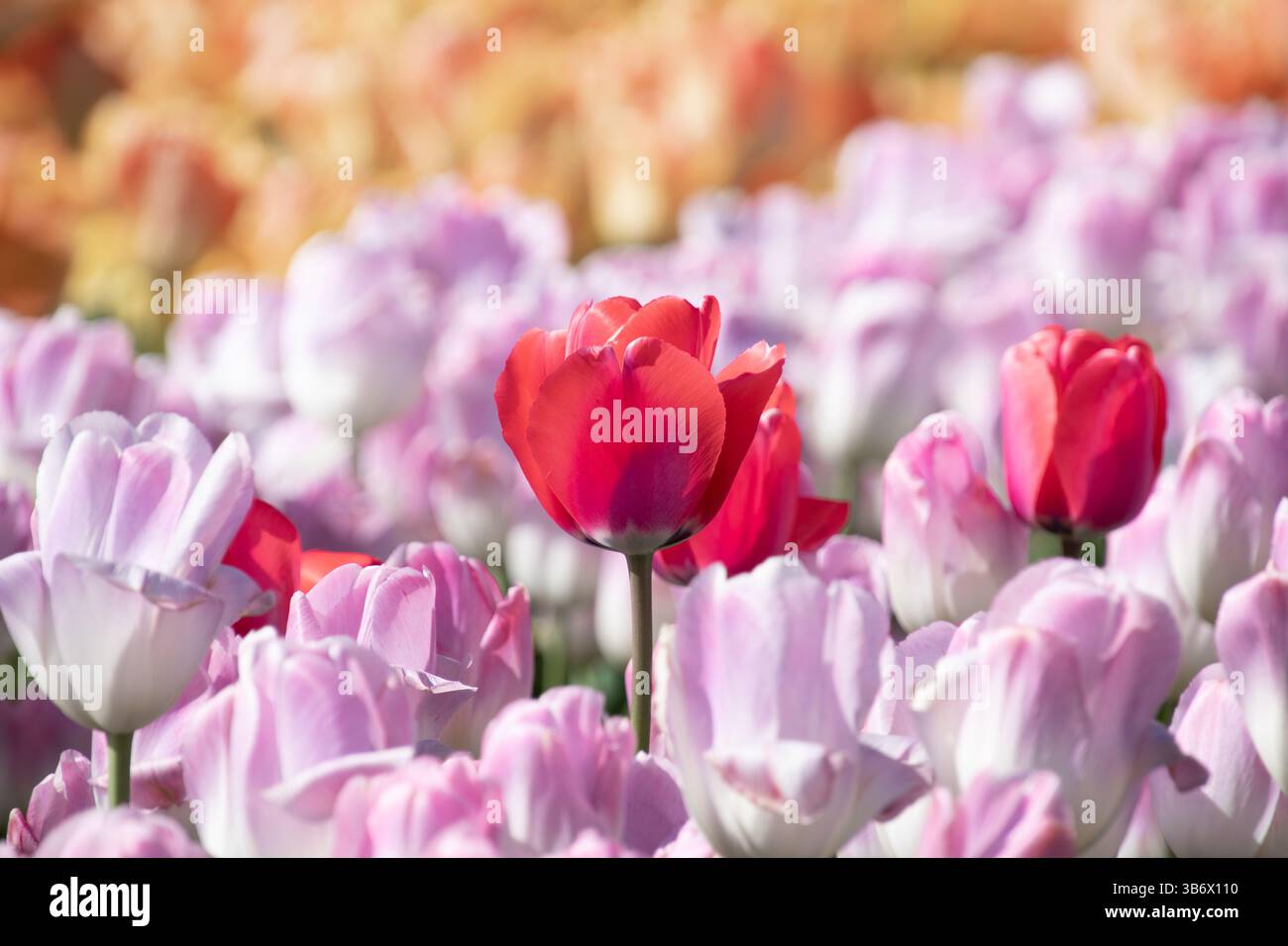 Eine einzelne rote Tulpe steht inmitten eines Meeres rosa Blumen Stockfoto