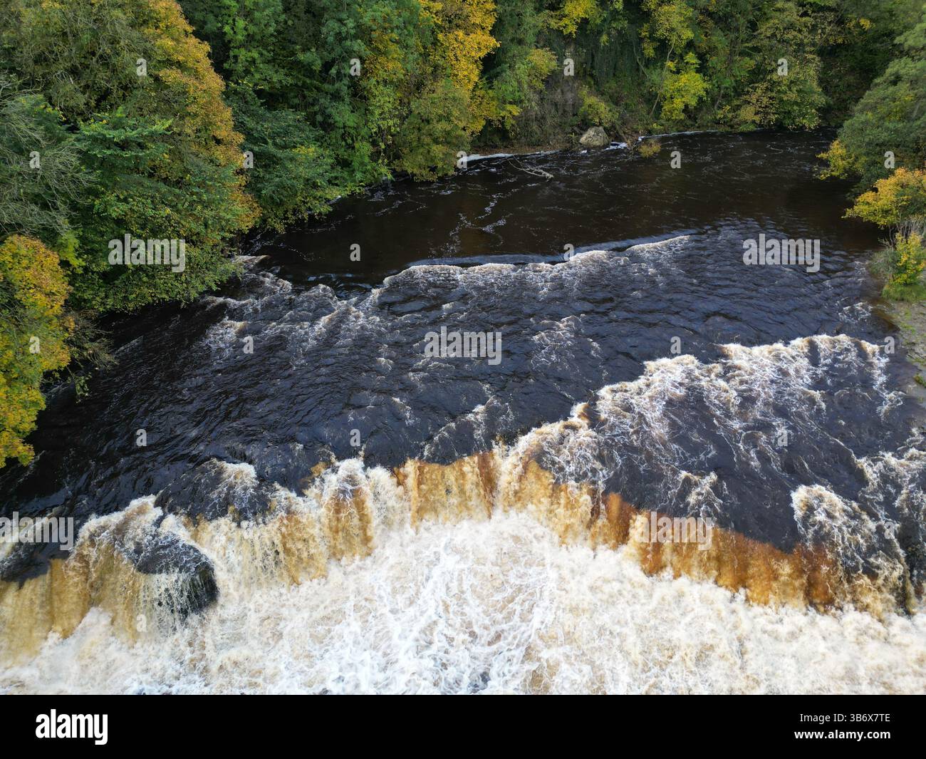 Blick über der Drohne auf die Aysgarth Falls in den Yorkshire Dales, mit mächtigem braunem Wasser, das über Felsen stürzt und von Herbstwäldern eingerahmt wird. Stockfoto