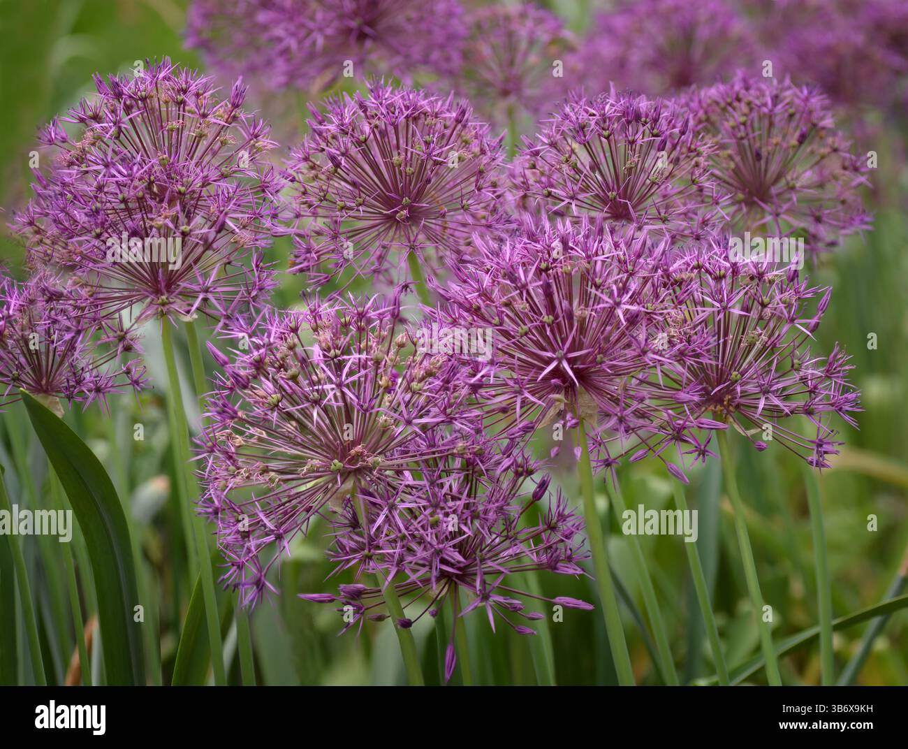 Violette Blüten der Riesenzwiebel (Allium Giganteum). Bällchen mit blühenden Allium-Blüten. Stockfoto