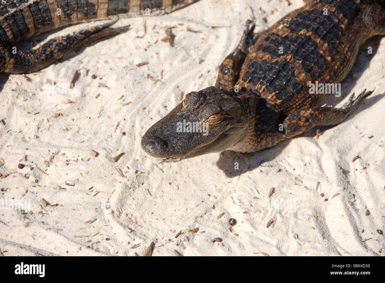 Gruppe junger Alligatoren, die sich auf weißem Sand in der Nähe eines Teichs auf einer Alligatorfarm in Florida sonnen Stockfoto