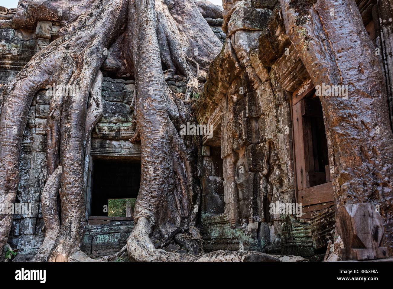 Baumwurzeln wachsen zwischen den Ruinen des Tempels Ta Prohm in Siem Reap, Kambodscha Stockfoto