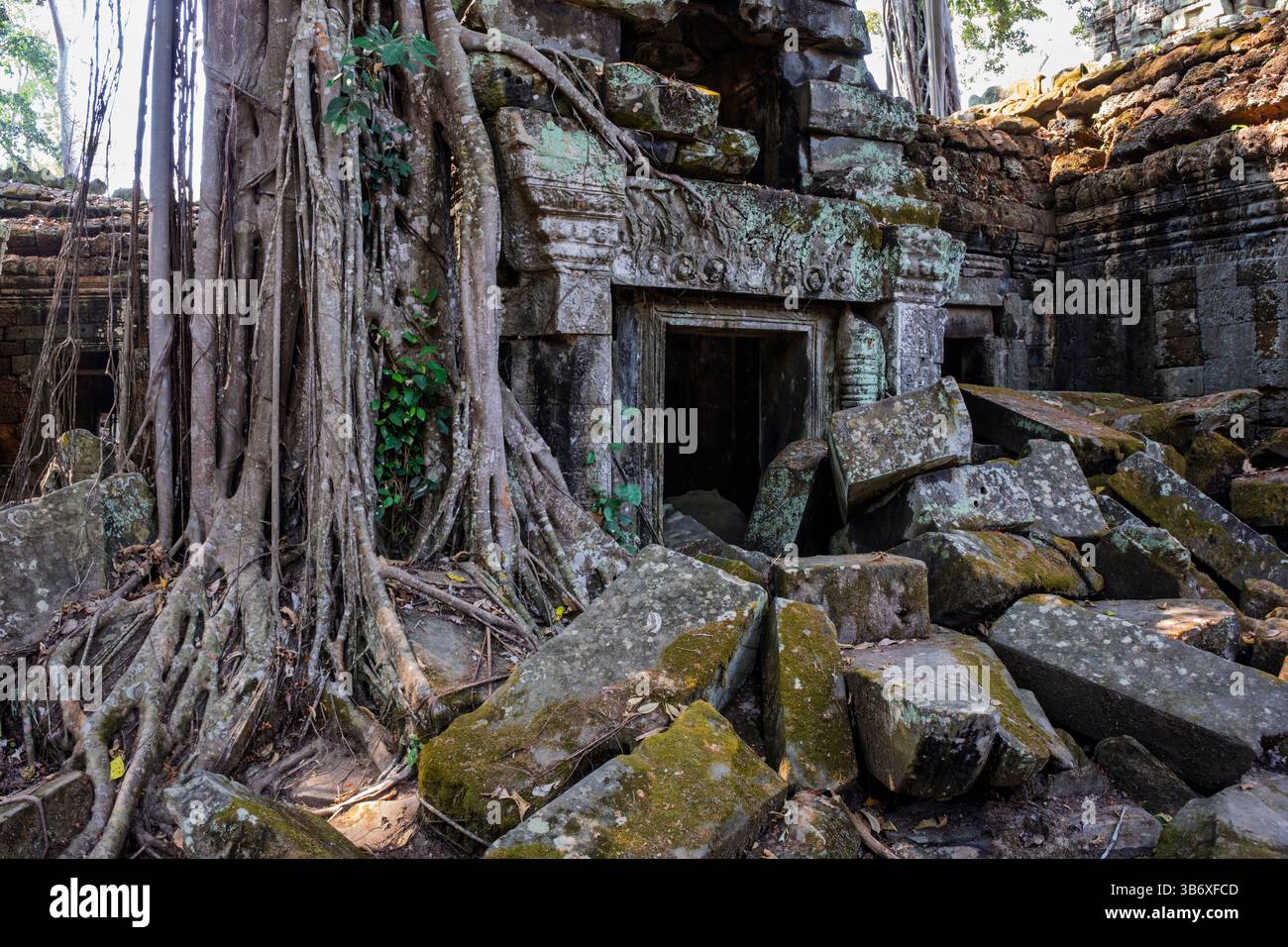 Baumwurzeln wachsen zwischen den Ruinen des Tempels Ta Prohm in Siem Reap, Kambodscha Stockfoto