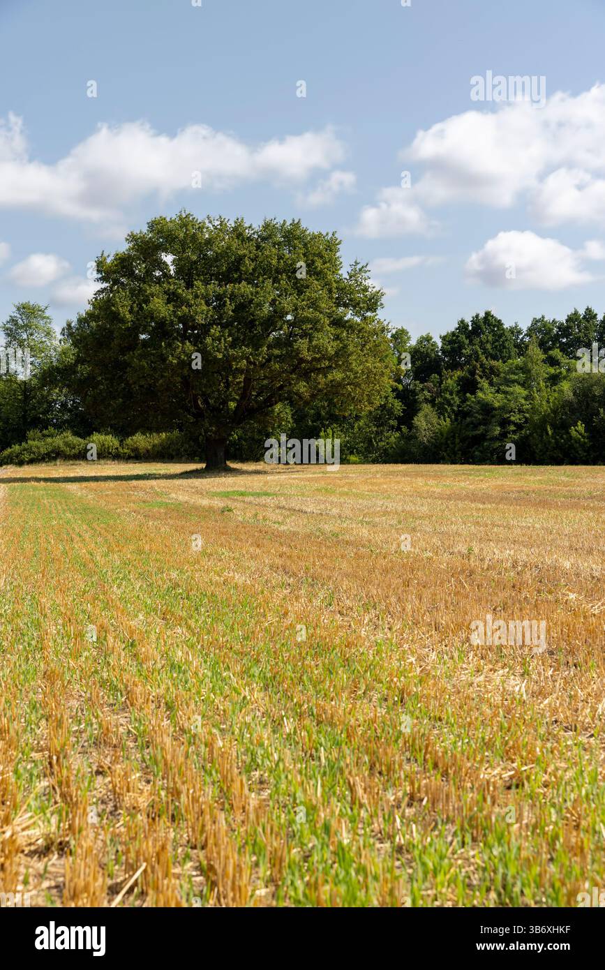 Eine alte einsame Eiche auf einem Weizenfeld, ein Stoppeln Weizen und eine Eiche mit grünem Laub auf einem Feld Stockfoto
