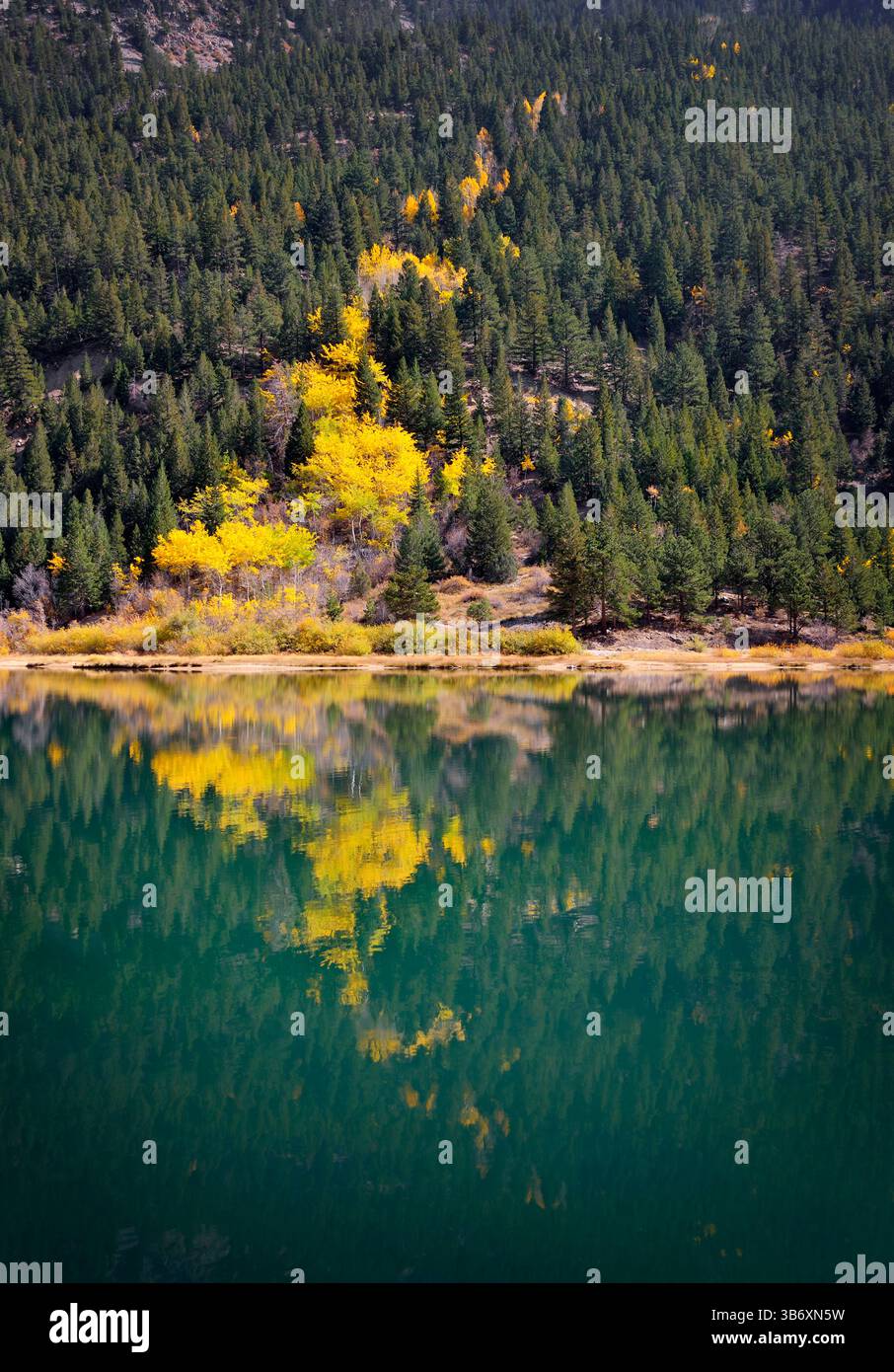 Eine atemberaubende Waldlandschaft im Herbst mit leuchtenden gelben Espenbäumen zwischen grünen Kiefern, die sich in einem ruhigen See spiegeln. Gefangen in der Colorado wilde Stockfoto