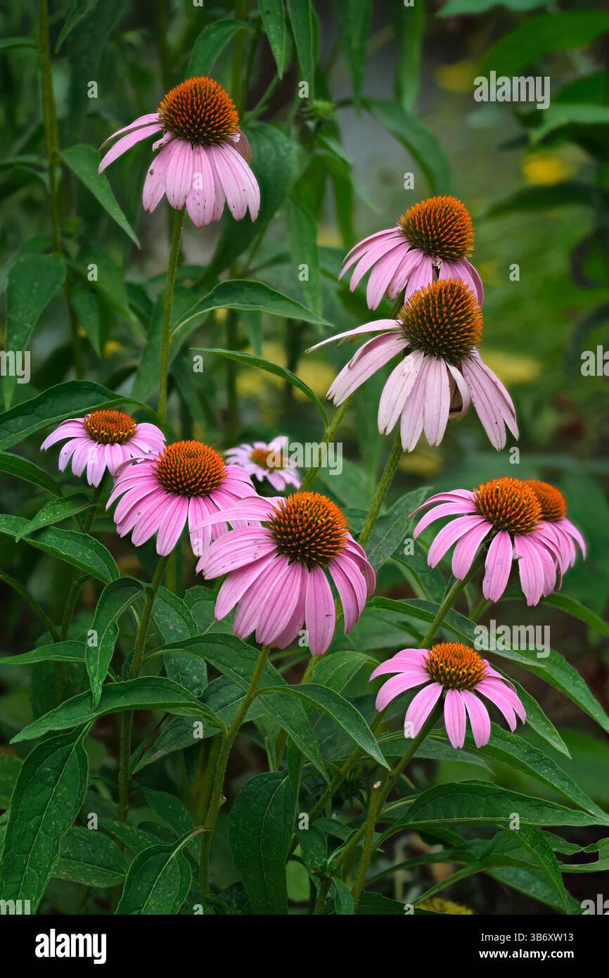 Purple Coneflower (Echinacea purpurea) ist eine blühende Pflanze aus der Familie der Gänseblümchen (asteraceae) Stockfoto
