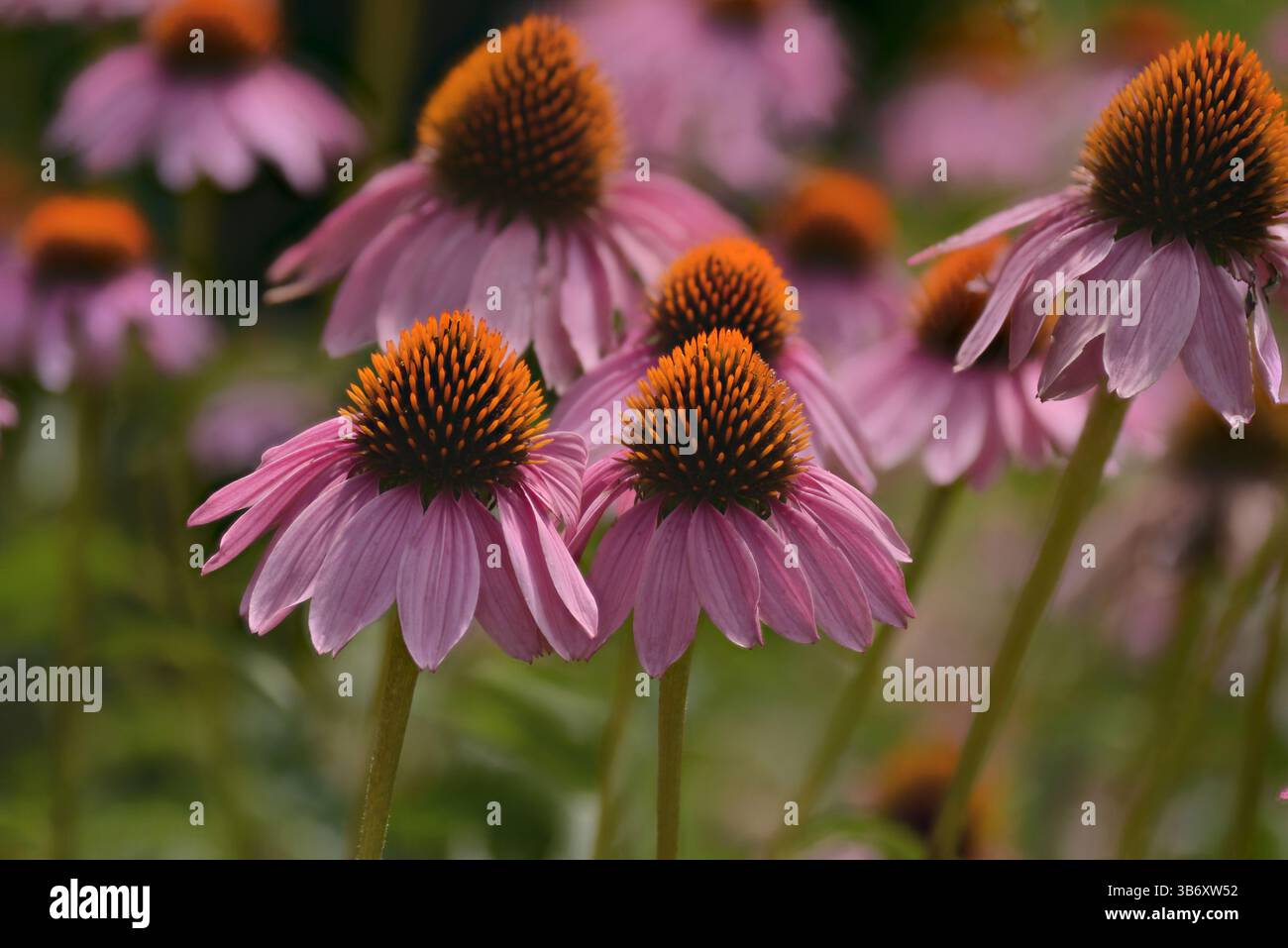 Große violette Blüten von Echinacea purpurea (östlicher violetter Coneflower). Diese Pflanze wird häufig zur Behandlung von Erkältungen und Infektionen der Atemwege verwendet. Stockfoto