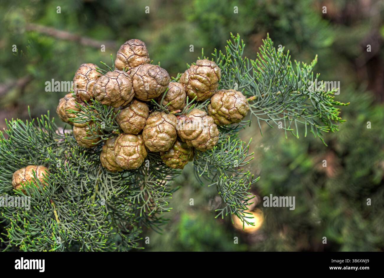 Italienische Zypressenkegel oder mediterrane Zypressenkegel (Cupressus sempervirens) Stockfoto