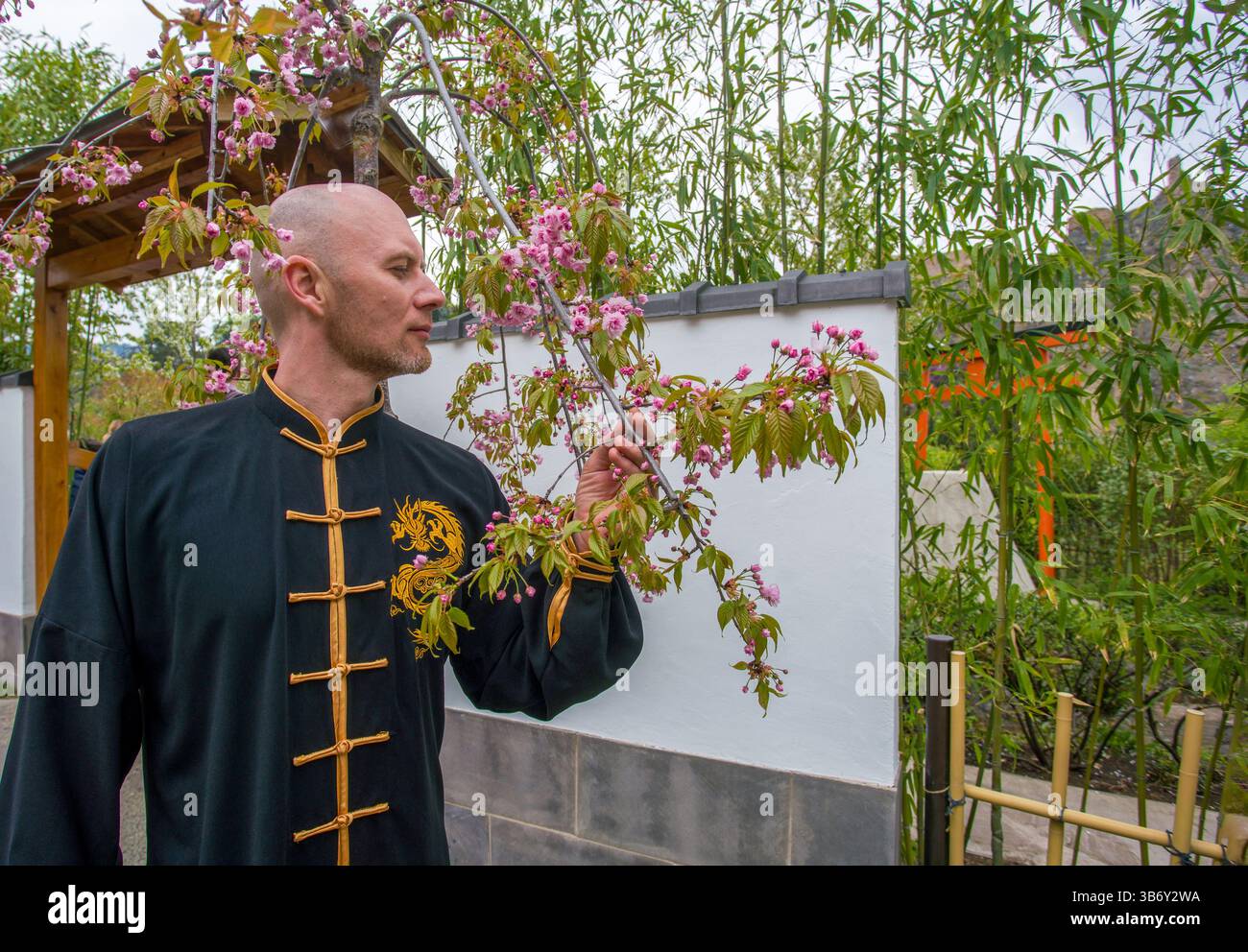 Junger Mann in Anzug des chinesischen buddhistischen Klosters (Tibet) im chinesischen Garten (oder japanischen Garten) und er genießt Kirschblüten Stockfoto