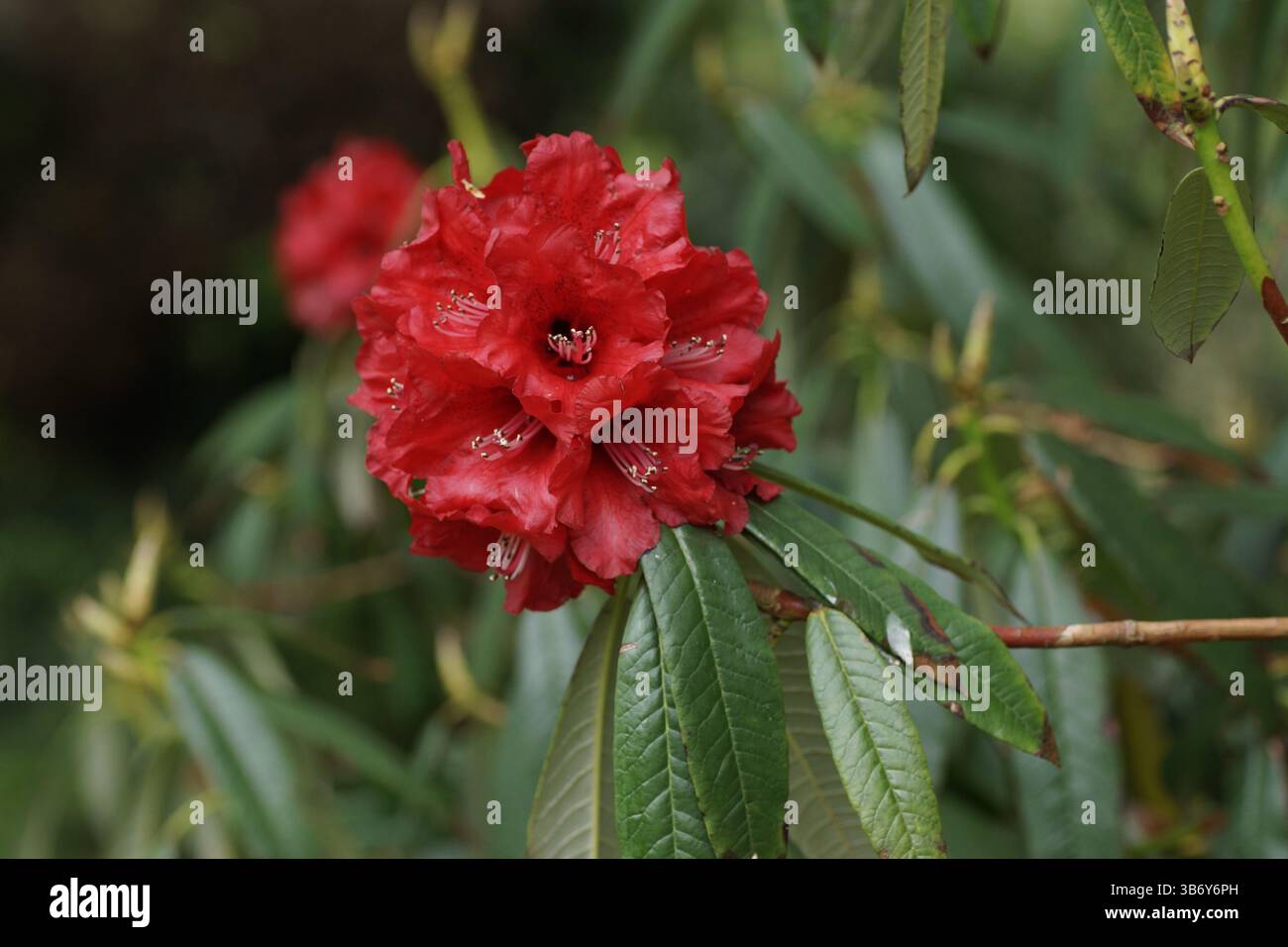 Rhododendron arboreum 'Blood Red' Stockfoto